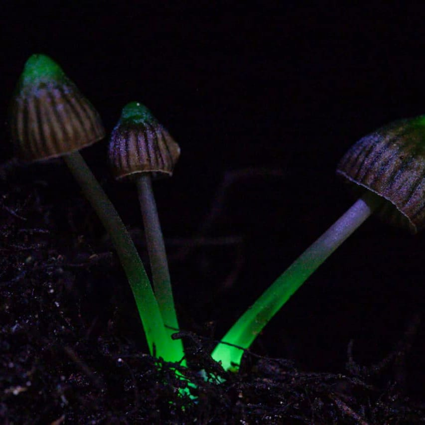 <span> 2° Dia </span> Núcleo Santana + Observação dos Cogumelos Bioluminescentes