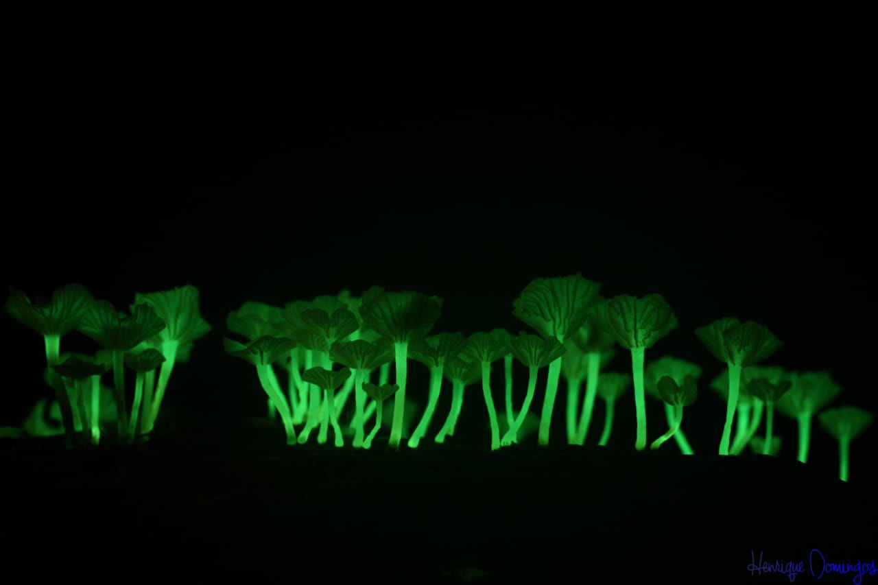 Observação De Cogumelos Bioluminescentes Viva O Vale 9839