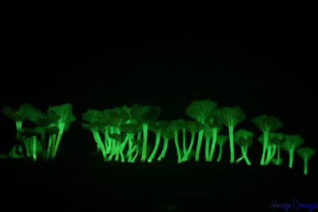Observação de cogumelos bioluminescentes