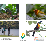 Birdwatching na Grande Reserva Mata Atlântica ideal para amantes de natureza