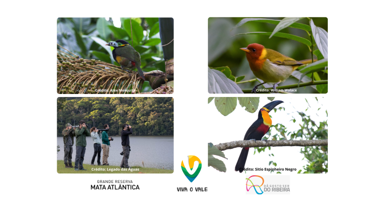 Birdwatching na Grande Reserva Mata Atlântica ideal para amantes de natureza
