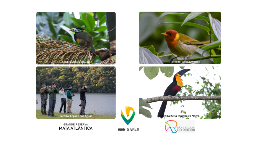 Birdwatching na Grande Reserva Mata Atlântica ideal para amantes de natureza