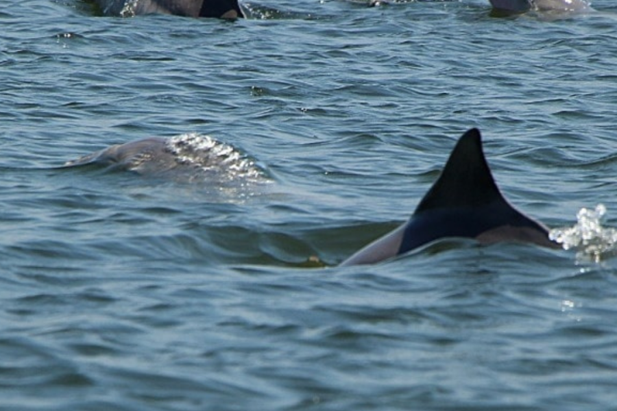 Golfinhos vistos na baía dos golfinhos durante o passeio de barco