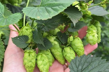 Conheça uma plantação de lúpulo em meio a Mata Atlantica